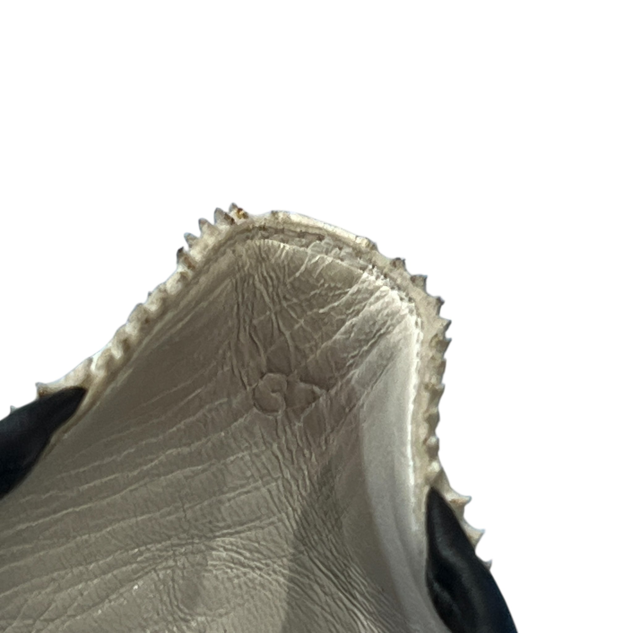 Hermès Vintage Ballet Shoes